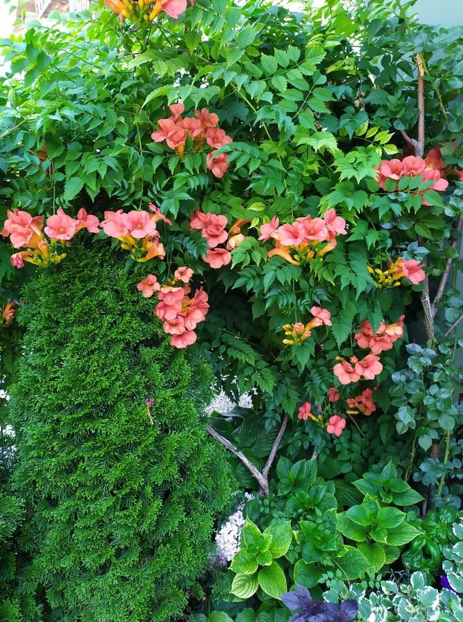 Гостевой дом Guest House Pansion 10 Цетине-8