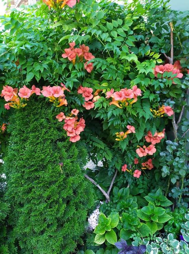 Гостевой дом Guest House Pansion 10 Цетине-7